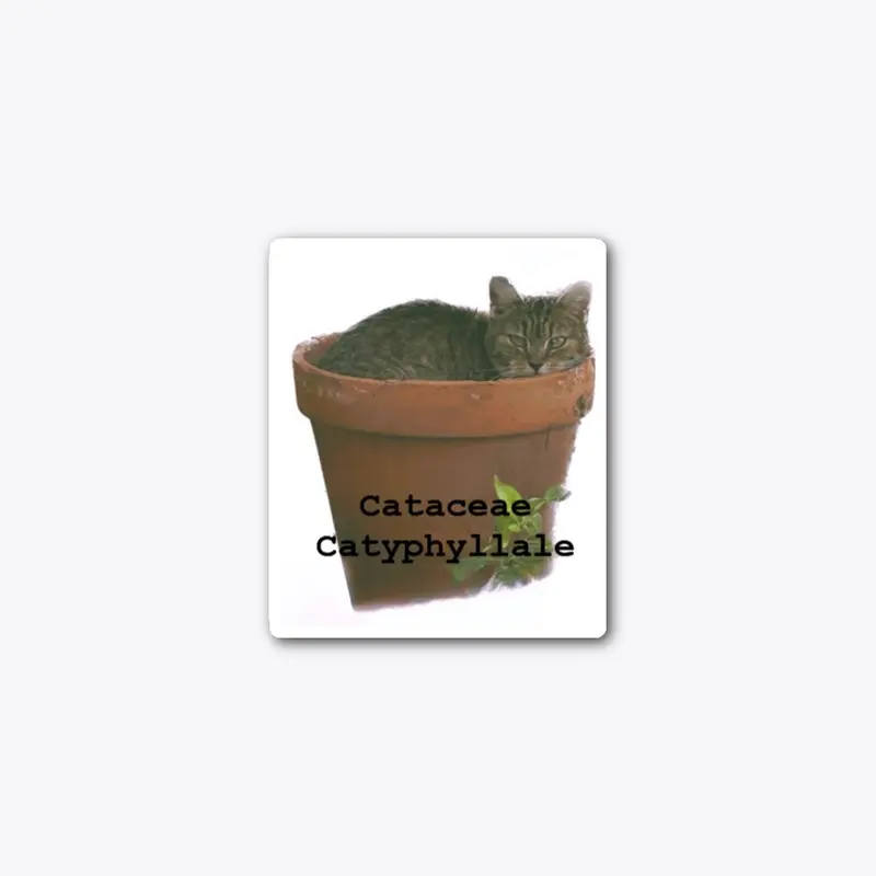 Cat Plant